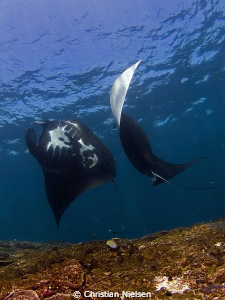 Manta Rays dancing on Manta Point, Nusa Penida off Bali. ... by Christian Nielsen 